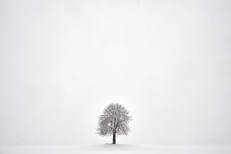 Lone Winter Tree - Minimalist Photography